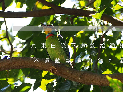 京東白條不還款給通訊錄打電話-京東白條不還款給通訊錄打電話有用嗎