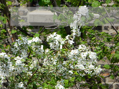 京東白條二萬(wàn)逾期二年(京東白條逾期2w)