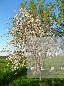 京東白條低逾期率和不良率的原因-京東白條低逾期率和不良率的原因是什么