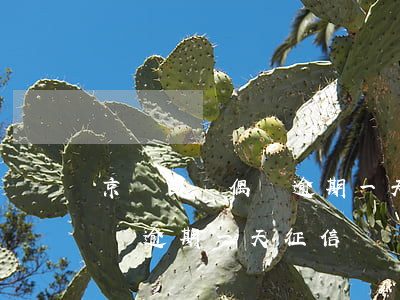 京東白條偶爾逾期一天影響征信嗎-京東白條 逾期一天 征信
