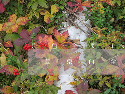 京東白條全額提現(xiàn)能不能最低還款-京東白條全額提現(xiàn)能不能最低還款呢
