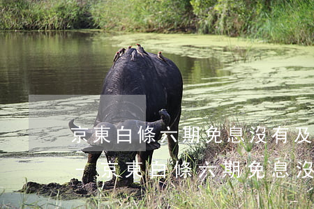京東白條六期免息沒有及時(shí)還款-京東白條六期免息沒有及時(shí)還款怎么辦