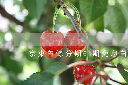 京東白條分期6期免息(白條分六期利息)