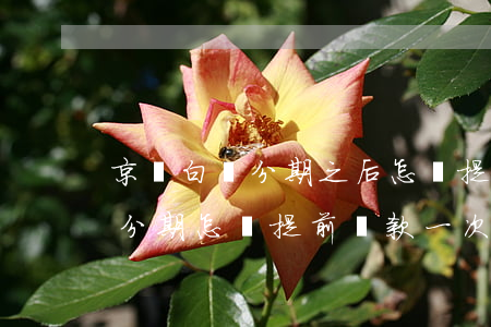 京東白條分期之后怎樣提前還款-京東白條分期怎樣提前還款一次還完