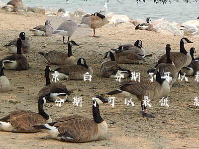 京東白條分期了可以最低還款嗎-京東白條分期了可以最低還款嗎怎么還