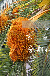 京東白條分期付款本月要還款嗎-京東白條分期付款本月要還款嗎安全嗎