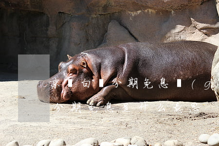 京東白條分期免息規(guī)則(京東白條分期免息是什么意思)