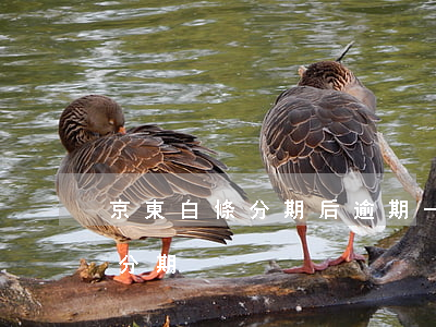 京東白條分期后逾期一個月 京東白條逾期再分期