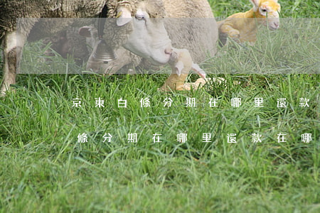 京東白條分期在哪里還款在哪里還-京東白條分期在哪里還款在哪里還的