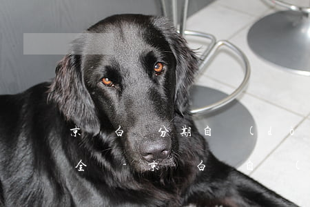 京東白條分期自動(dòng)還款最低和全額-京東白條自動(dòng)還款全額還款是指什么