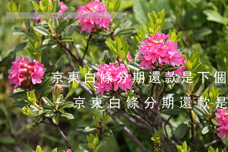 京東白條分期還款是下個(gè)月開始么-京東白條分期還款是下個(gè)月開始么