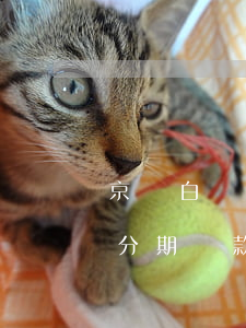 京東白條分期還款會計入負債嗎-京東白條分期還款會計入負債嗎安全嗎