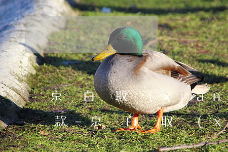 京東白條取現(xiàn)的錢可以分期還款-京東白條取現(xiàn)的錢可以分期還款嗎