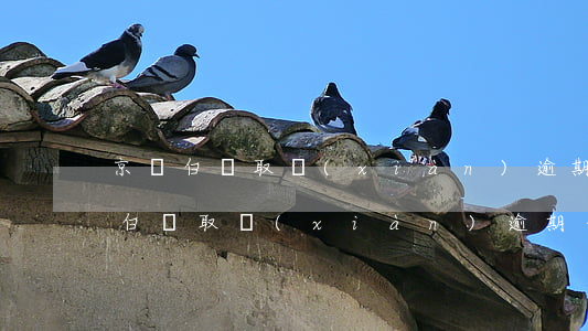 京東白條取現(xiàn)逾期怎么辦(京東白條取現(xiàn)逾期一天怎么辦,有影響嗎)