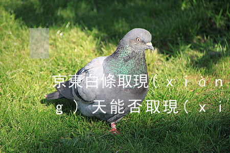 京東白條取現(xiàn)還款當(dāng)天能否取現(xiàn)-京東白條取現(xiàn)還款當(dāng)天能否取現(xiàn)呢