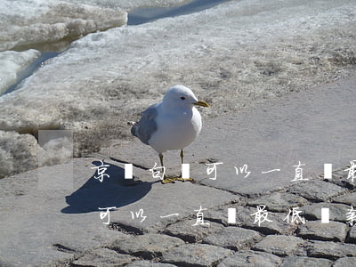 京東白條可以一直還最低還款嗎-京東白條可以一直還最低還款嗎