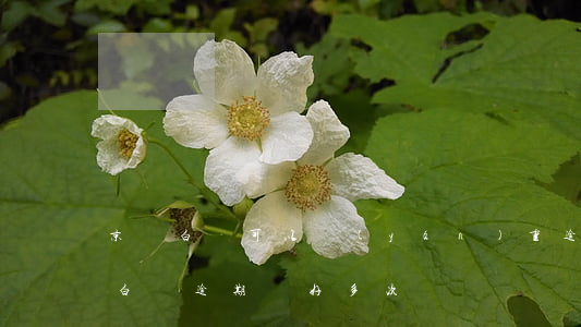 京東白條可以嚴(yán)重逾期幾次(京東白條逾期過好多次)