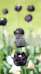 京東白條可以微信支付寶還款嗎-京東白條可以微信支付寶還款嗎安全嗎