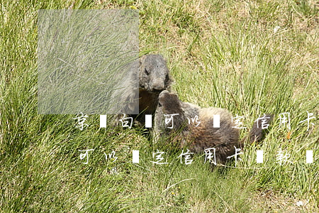 京東白條可以綁定信用卡還款嗎-京東白條可以綁定信用卡還款嗎安全嗎