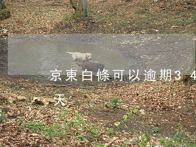 京東白條可以逾期34天(京東白條逾期了3天)