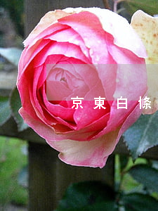 京東白條可以逾期好久(京東白條逾期很久)