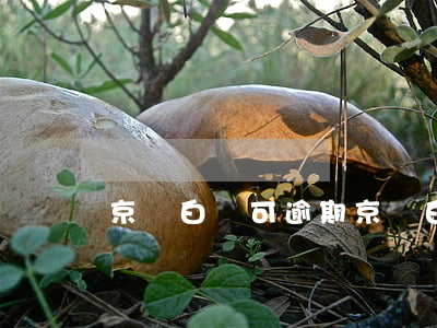 京東白條可逾期(京東白條逾期用不了)
