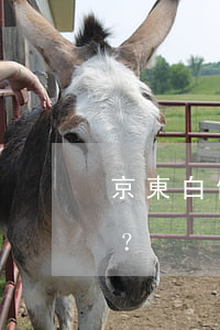 京東白條可逾期，具體天數(shù)及影響？