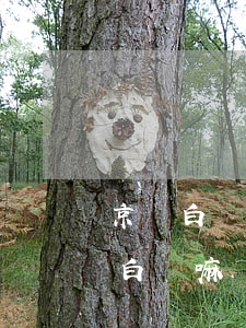 京東白條和支付寶逾期(支付寶逾期影響京東白條嘛)