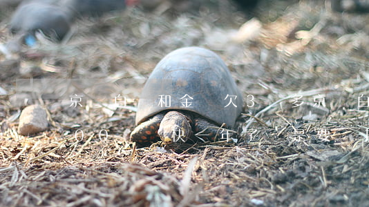 京東白條和金條欠3萬多(京東白條欠了3000塊錢快一年了說是要來抓我)