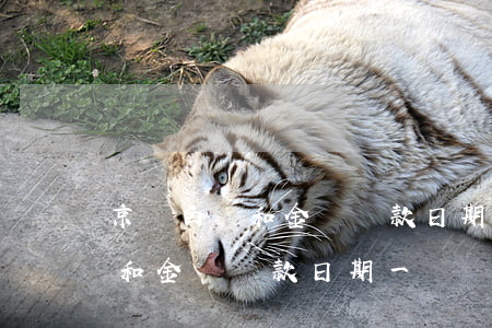 京東白條和金條還款日期一樣嗎-京東白條和金條還款日期一樣嗎怎么還