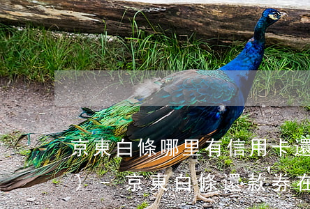 京東白條哪里有信用卡還款卷領(lǐng)-京東白條還款券在哪領(lǐng)