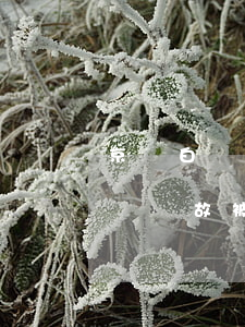 京東白條因逾期凍結(jié)(京東白條無緣無故被凍結(jié))