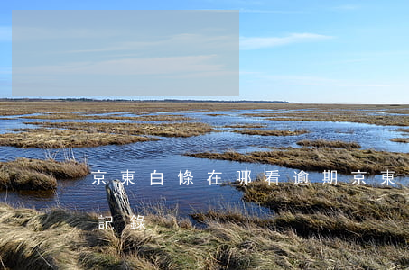 京東白條在哪看逾期 京東白條怎么查看逾期記錄