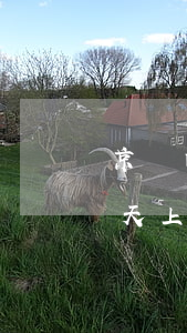 京東白條多少錢逾期上征信(京東白條逾期幾天上征信?)