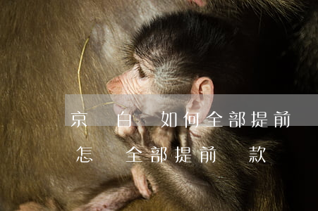 京東白條如何全部提前還款圖解-京東白條怎樣全部提前還款