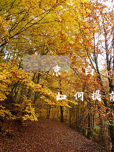 京東白條如何提前還款所有分期-京東白條如何提前還款所有分期金額