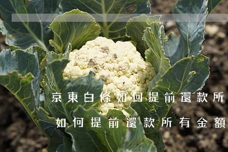 京東白條如何提前還款所有金額-京東白條如何提前還款所有金額的錢