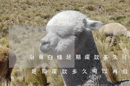 京東白條延期還款多久可以再借-京東白條延期還款多久可以再借出來