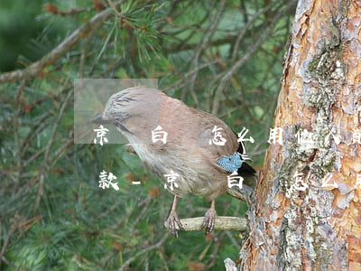 京東白條怎么用他人的儲(chǔ)蓄卡還款-京東白條怎么用他人的儲(chǔ)蓄卡還款呢