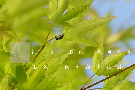 京東白條怎么還款日期有提醒嗎-京東白條怎么還款日期有提醒嗎安全嗎