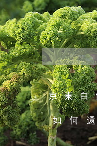 京東白條手機欠費了怎么還款(京東白條手機如何還款)