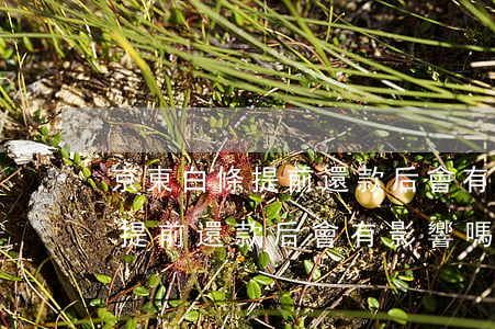 京東白條提前還款后會有影響嗎-京東白條提前還款后會有影響嗎安全嗎