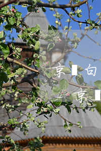 京東白條提前還款會(huì)有什么后果-京東白條提前還款會(huì)有什么后果嗎