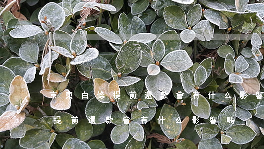 京東白條提前還款會有什么影響-京東白條提前還款會有什么影響嗎