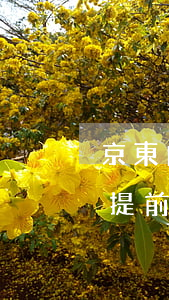 京東白條提前還款沒還完怎么還-京東白條提前還款沒還完怎么還扣錢