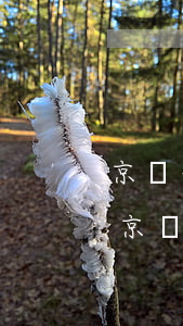 京東白條提前還款算不算服務(wù)費-京東白條提前還款算不算服務(wù)費呢
