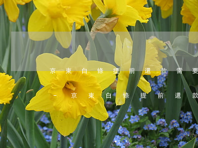 京東白條提前還款需要付手續(xù)費嗎-京東白條提前還款需要付手續(xù)費嗎安全嗎