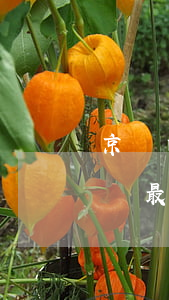 京東白條最低還款了這個月還還嗎-京東白條最低還款了這個月還還嗎