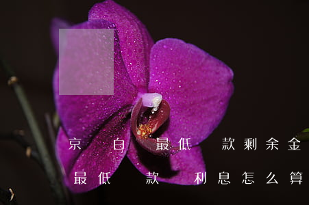 京東白條最低還款剩余金額利息-京東白條最低還款額利息怎么算