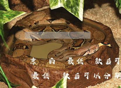 京東白條最低還款后可以分期嗎-京東白條最低還款后可以分期嗎